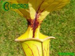 Kapturnica MK F41 Sarracenia Flava var. ornata