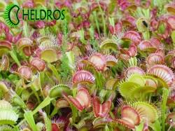 Muchołówka Dionaea Muscipula