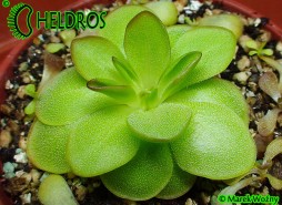 TŁUSTOSZ Pinguicula LAUEANA