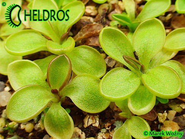Tłustosz Pinguicula CRASSIFOLIA