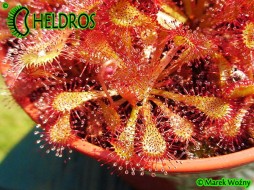 ROSICZKA COMMUNIS var. BREVISCARPA (Mineiros, Goiás state, Brazil) - 20 nasion