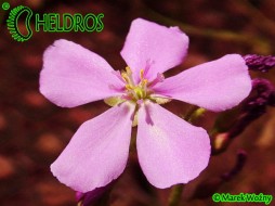 ROSICZKA CAPENSIS GIANT FORM - 20 nasion