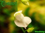 PŁYWACZ UTRICULARIA CALYCIFIDA cv. Lavinia Whateley (white flower)