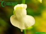 PŁYWACZ UTRICULARIA CALYCIFIDA cv. Lavinia Whateley (white flower)