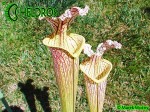 Kapturnica MK H89 Sarracenia x moorei ‘Elizabeth’,Norman Parker