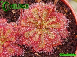 ROSICZKA Sp. PRETTY ROSETTE - 20 nasion