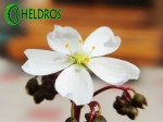 Drosera-BINATA-MULTIFIDA-carnivorous-leaf-Rosiczka-MULTIFIDA-owadożerny-liść