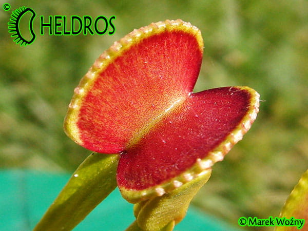 Muchołówka Dionaea ADENTATA - ADENTATE