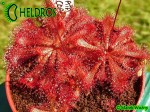 Rosiczka drosera spatulata Gold Coast - eastern Queensland, white flower