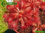 Rosiczka drosera spatulata Gold Coast - eastern Queensland, white flower