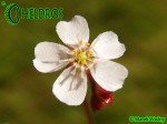 Rosiczka drosera spatulata Gold Coast - eastern Queensland, white flower