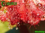 Rosiczka drosera spatulata Gold Coast - eastern Queensland, white flower