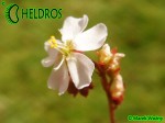 Rosiczka drosera spatulata Gold Coast - eastern Queensland, white flower