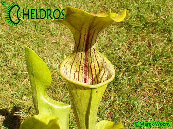 Kapturnica MK O14 Sarracenia Oreophila Walker clone (EB 2004)