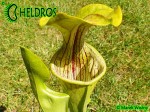 Kapturnica MK O14 Sarracenia Oreophila Walker clone (EB 2004)