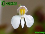 Pływacz Utricularia Neprophylla White Flower
