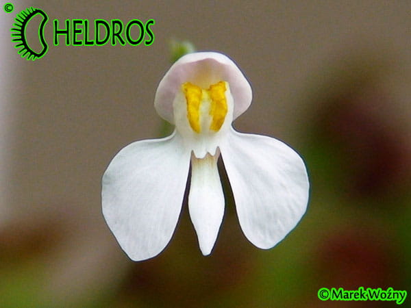 Pływacz Utricularia Neprophylla White Flower