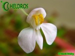 Pływacz Utricularia Neprophylla White Flower