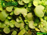 Pływacz Utricularia Neprophylla White Flower