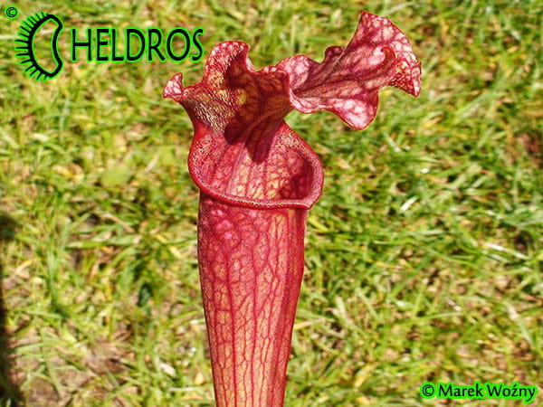Kapturnica Sarracenia Oreophila x Leucophylla
