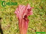 Kapturnica Sarracenia Oreophila x Leucophylla