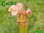Kapturnica Sarracenia Oreophila x Leucophylla