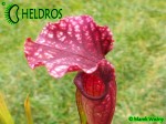 Kapturnica Sarracenia Oreophila x Leucophylla
