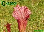 Kapturnica Sarracenia Oreophila x Leucophylla