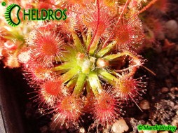 Rosiczka Drosera x SIDJAMESII - 15 Gemmae