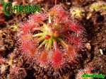 Rosiczka Drosera x Sidjamesii 'Lake Gnangarra W.A.'