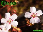 Rosiczka Drosera x Sidjamesii 'Lake Gnangarra W.A.'