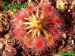Rosiczka Drosera x Sidjamesii 'Lake Gnangarra W.A.'