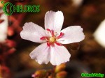 Rosiczka Drosera x Sidjamesii 'Lake Gnangarra W.A.'