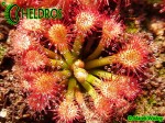 Rosiczka Drosera FELIX - Gran Sabana