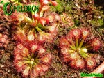 Rosiczka Drosera FELIX - Gran Sabana