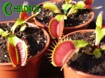 Muchołówka Dionaea BIG MOUTH