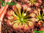 Rosiczka Drosera FELIX - Gran Sabana