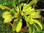 Dionaea Muchołówka ALL GREEN 2.jpg