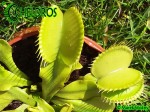 Dionaea Muchołówka ALL GREEN 3.jpg