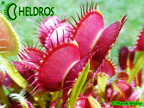 Dionaea muchołówka Dingley Giant