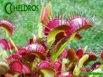 Dionaea muchołówka Dingley Giant