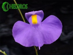 PŁYWACZ Utricularia LONGIFOLIA - łatwy