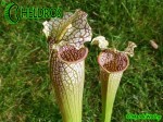 MK L101 Sarracenia Leucophylla Stocky, wide mouth, plant possibly is of hybrid origin with Sarracenia alata (AS SL 27) 2007