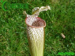 MK L101 Sarracenia Leucophylla