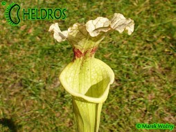 MK H34 Sarracenia x moorei