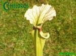 MK H34 Sarracenia x moorei,FL, W,S. flava var. rugelii x leucophylla. Plant has a red splotch in the throat.