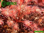 Drosera Rosiczka AFFINIS