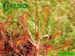 Drosera Rosiczka AFFINIS
