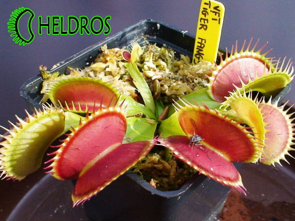 Dionaea TIGER FANGS Muchołówka