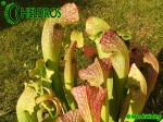 MK H111 Sarracenia x  ‘Sultry Maid’